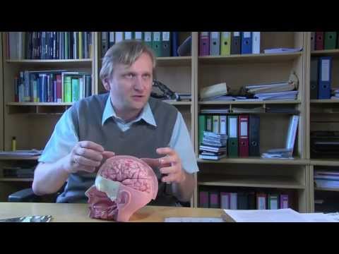 Geräte mit Gedanken steuern | Prof. Gernot Müller-Putz im Gespräch