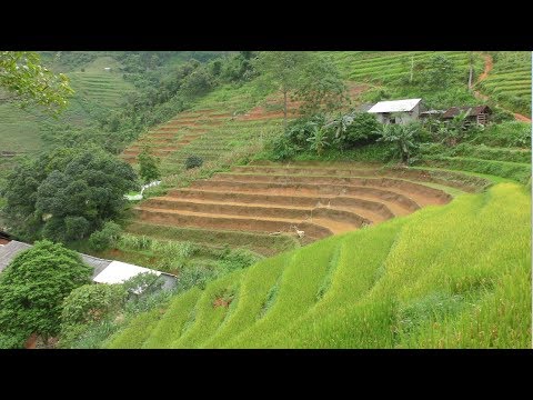 Impressionen aus Nord-Vietnam I • Terrassen aus Reis und Berge aus Mais